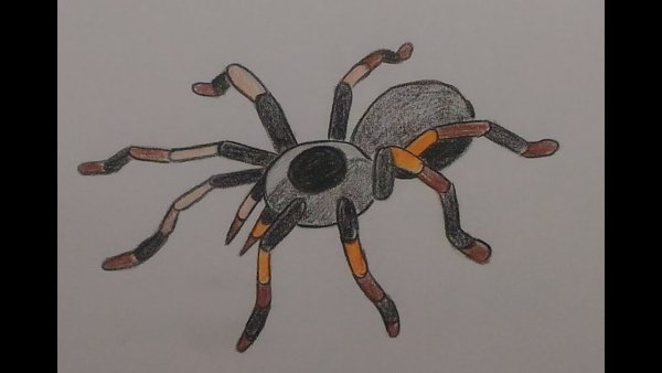 Паук гуашью