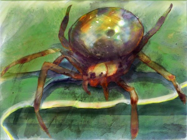 Картины пауков