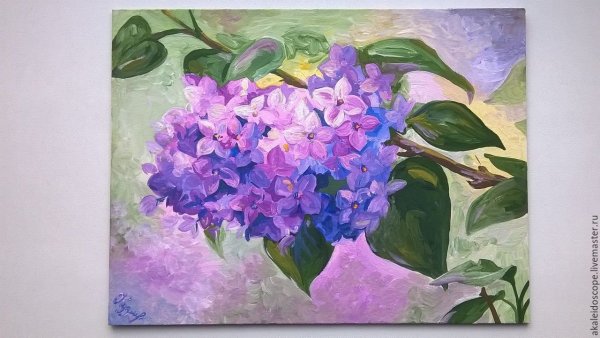 Anurisui сирень