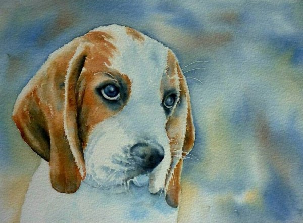 Собака акварелью Бигль
