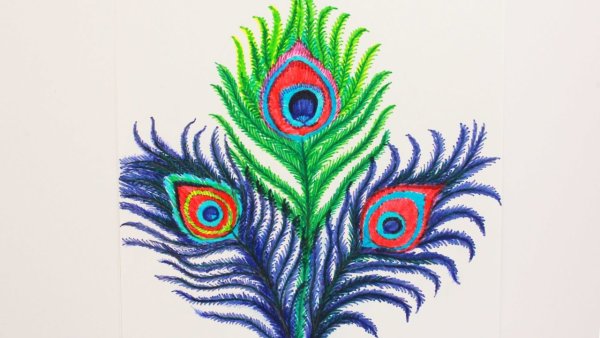 Павлин гуашью