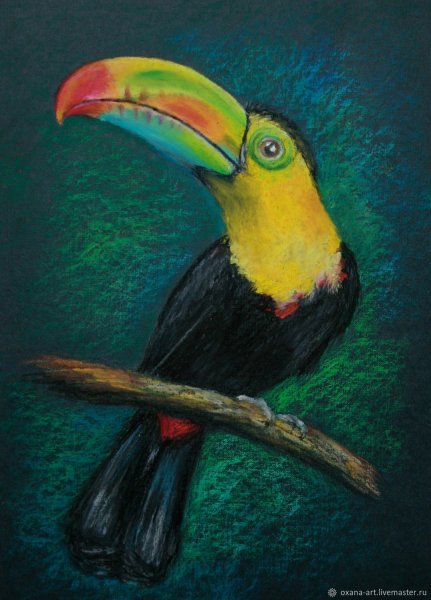 Тукан пастелью