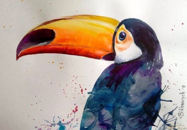 Тукан рисунок акварелью
