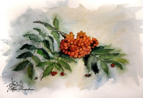 Рябина акварелью
