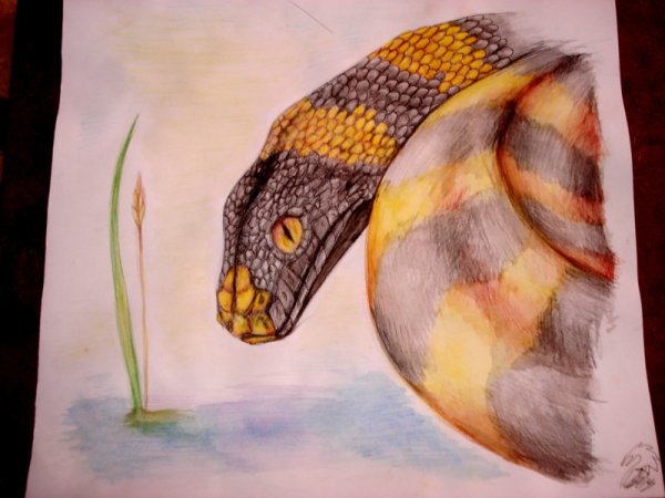 Змея мелками