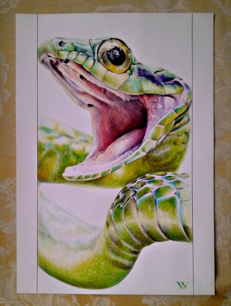 Змея цветными карандашами