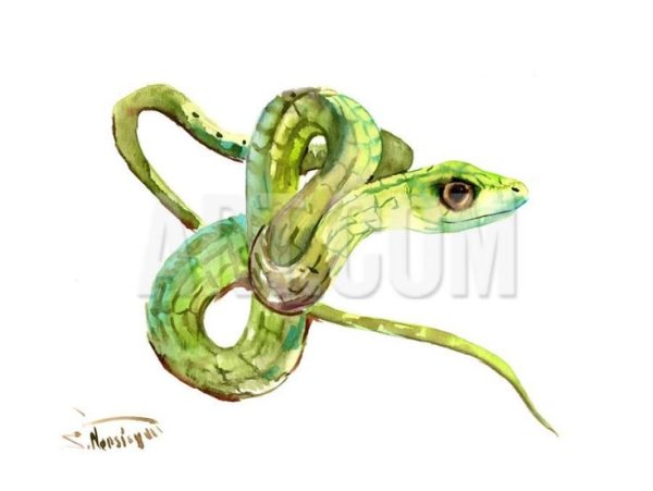 Кобра акварель
