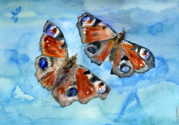 Бабочка красками