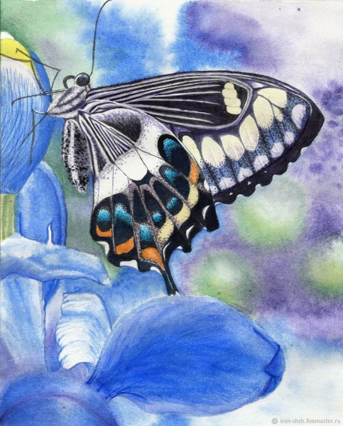 Бабочка акриловыми красками