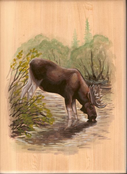 Лось цветными карандашами