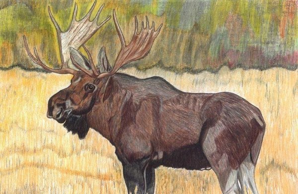 Лось цветными карандашами