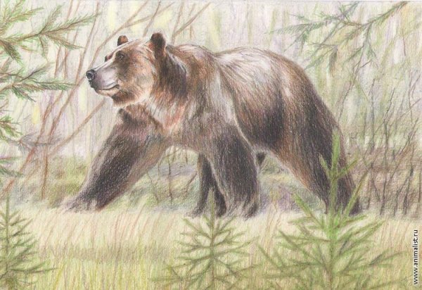 Медведь цветными карандашами