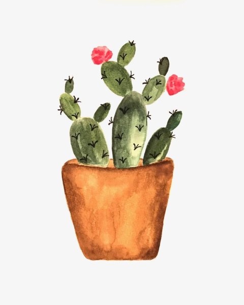 Акварельные кактусы в горшках