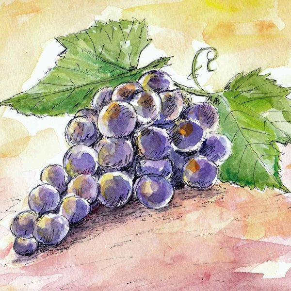 Натюрморт с виноградом акварель