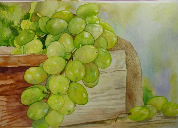 Виноградная гроздь акварелью