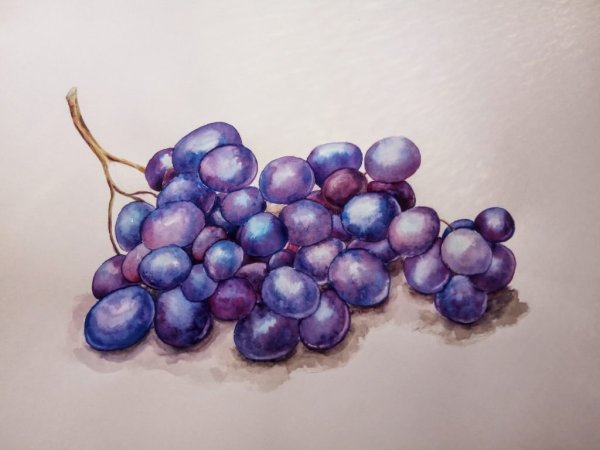 Виноград акварелью