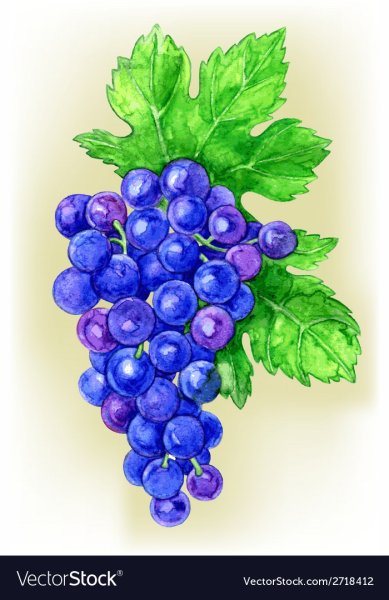 Виноград акварелью легко