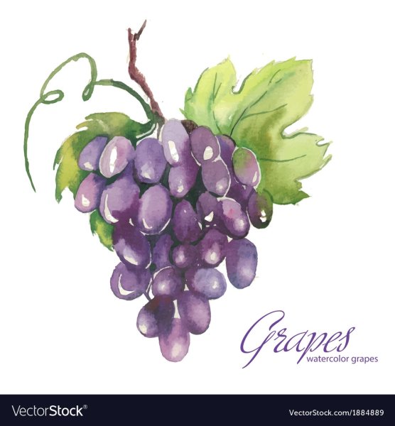Виноград рисунок гуашью