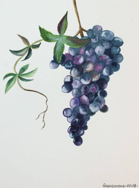 Андрияки виноград акварель
