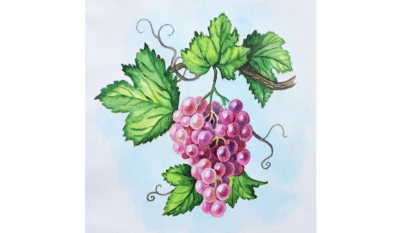 Виноград рисовать