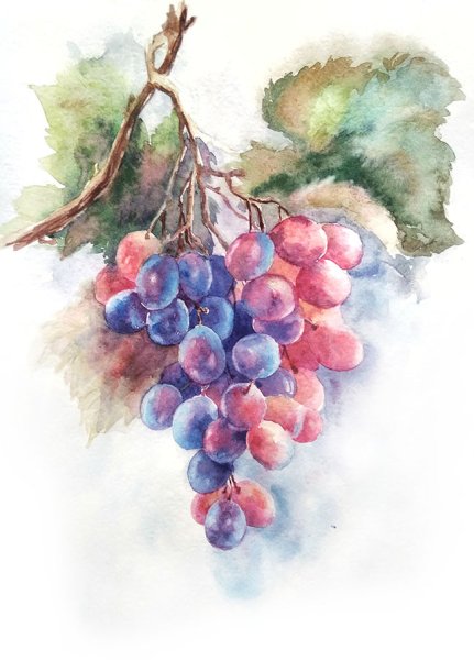 Анастасия Беседина акварель гроздь винограда
