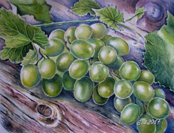 Виноградная гроздь акварелью