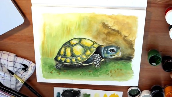 Черепаха гуашью