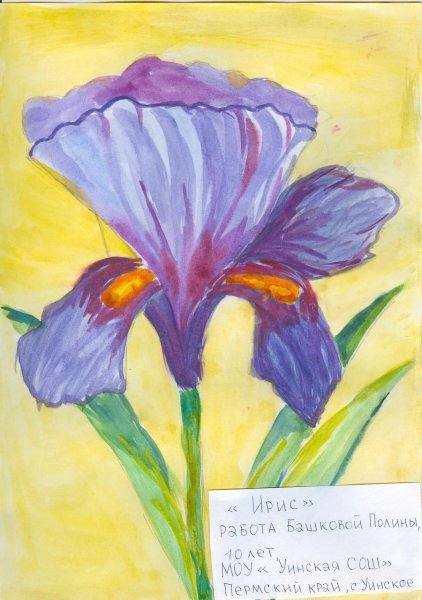 Рисуем ирисы гуашью