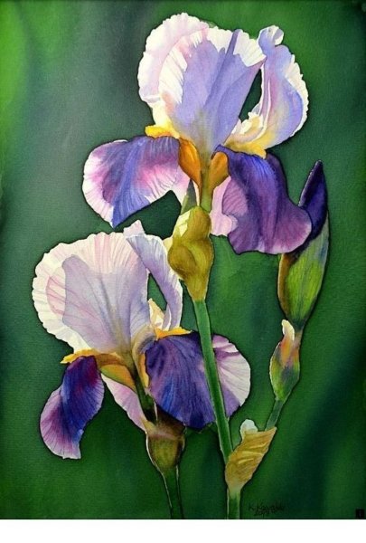 Ирисы Энн Мортимер