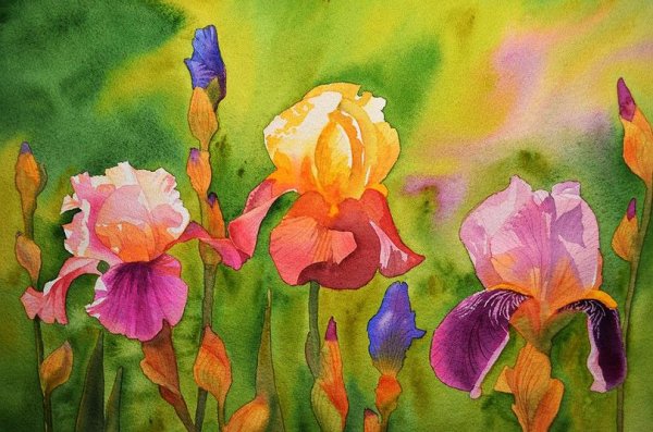 Художник Ивон Хэрри Ирис