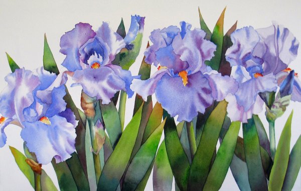 Ирисы цветы акварель
