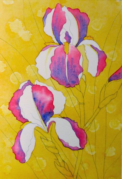 Ирис гуашью