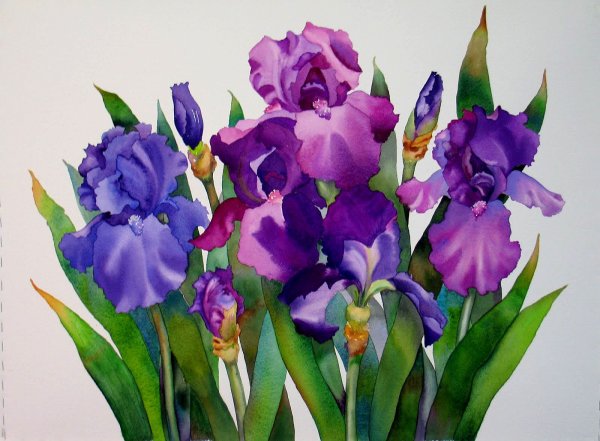 Ирисы акварелью