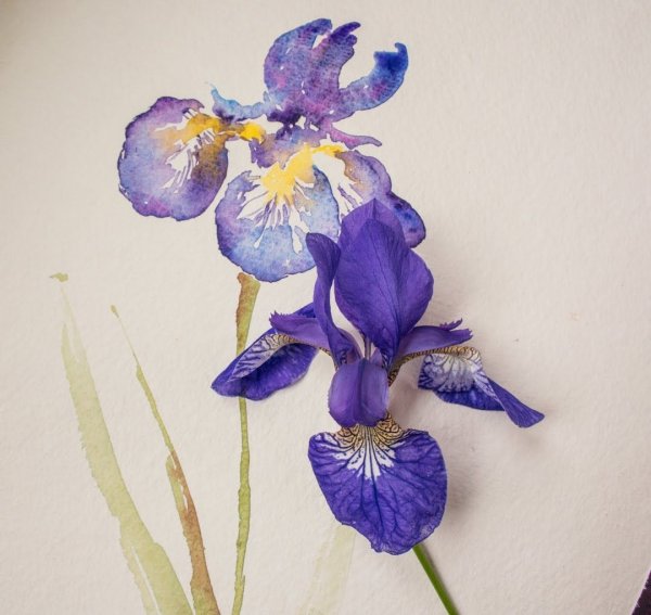 Ирисы акварелью с прорисовкой линнером