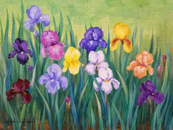Ирисы занятие в саду