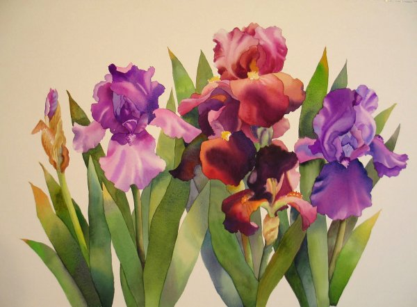 Ирисы акварелью