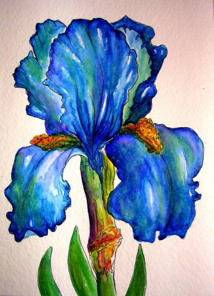 Рисунки ирисов гуашью