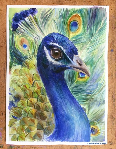 Павлин акварелью