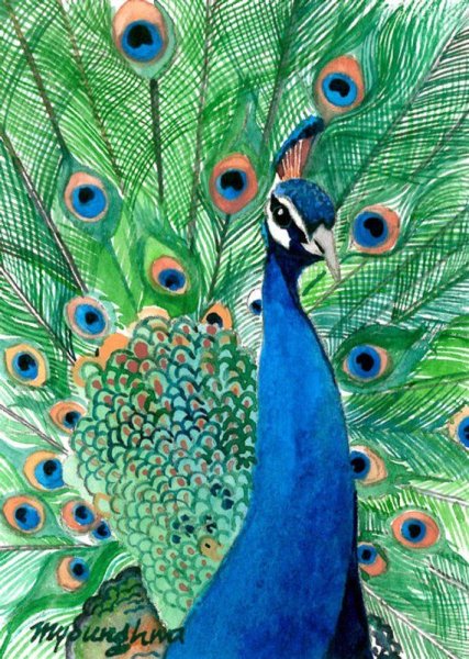 Павлиний хвост акварель