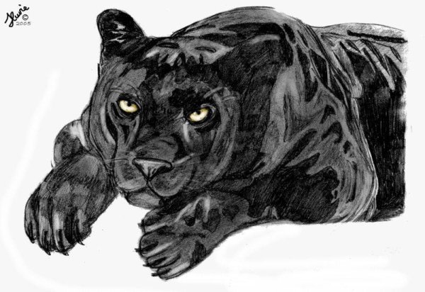 Красивые рисунки карандашом пантера