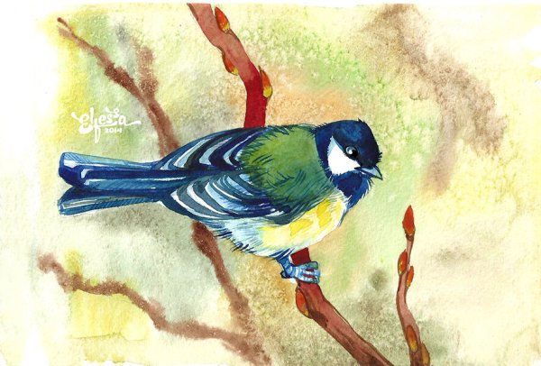 Синицы для рисования гуашью