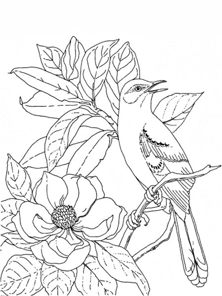 Раскраска котик с цветами