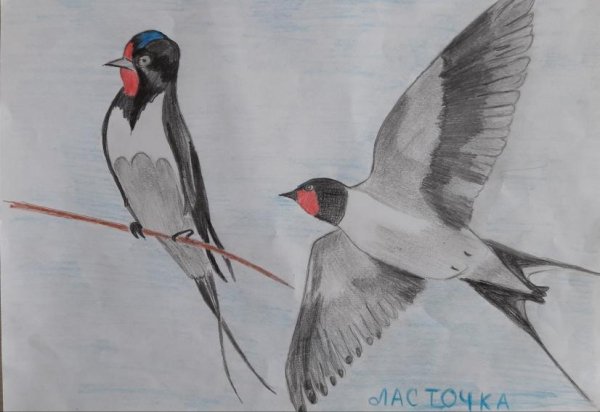 Этапы рисования ласточки