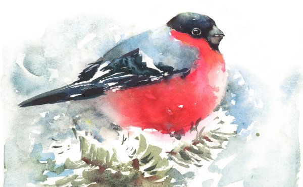 Снегирь акварелью для детей