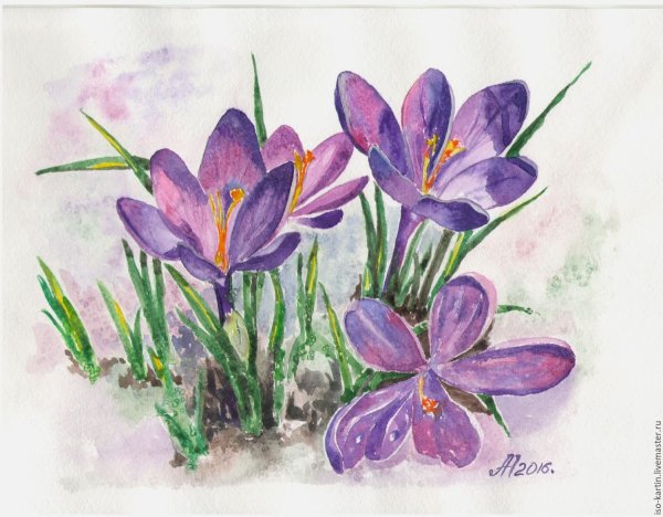 Крокус цветок акварель