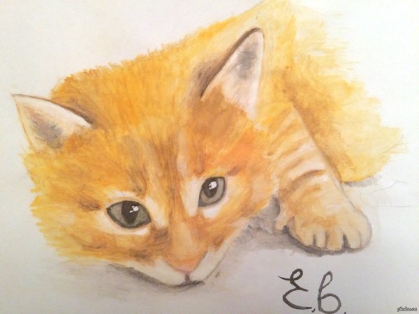Котенок цветными карандашами