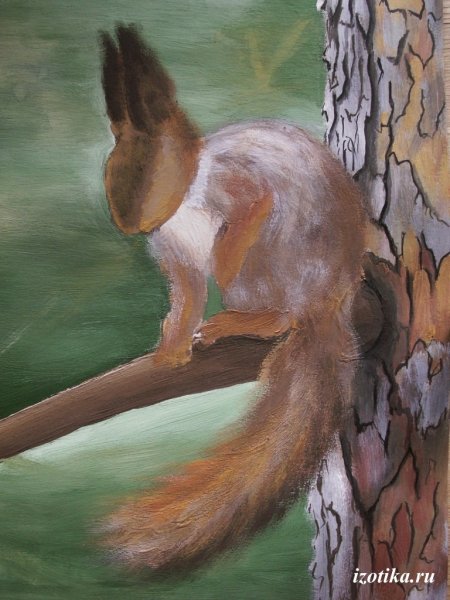 Рисунки белок