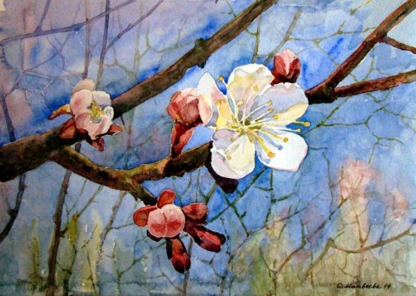 Цветущая вишня живопись