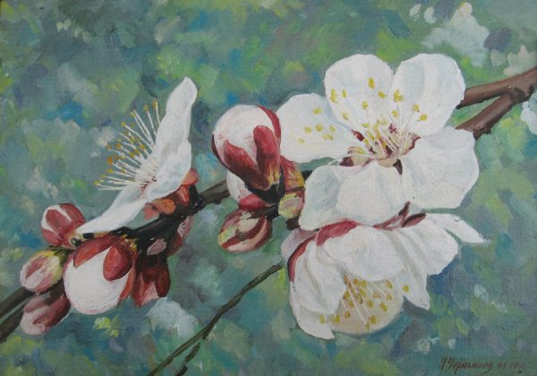 Цветущий Урюк акварель