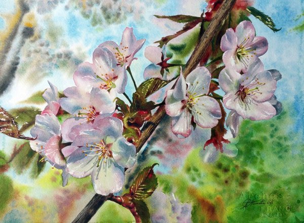 Вишня цветение Аквапель